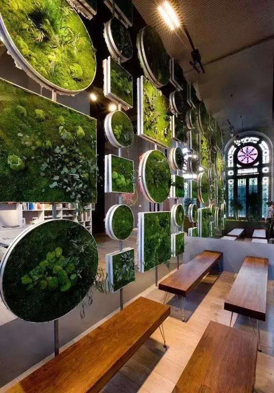 你打算直接在家里种棵树，还是造一面绿植墙？