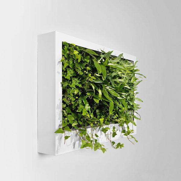这些垂吊植物最适合摆放在家里！做出绿植墙不是梦！