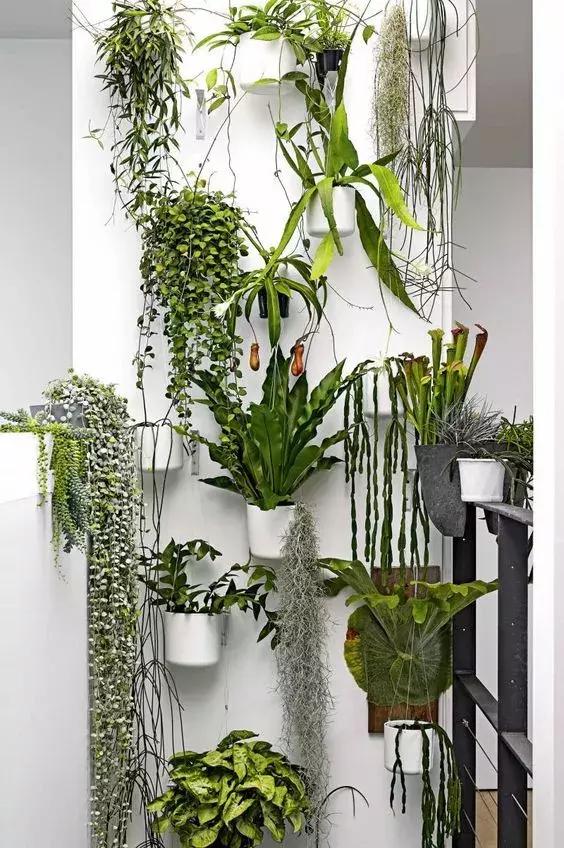 被挂起来的绿植，你家墙可以很美！