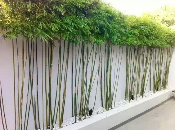 7种绿植，打造别样绿篱围墙