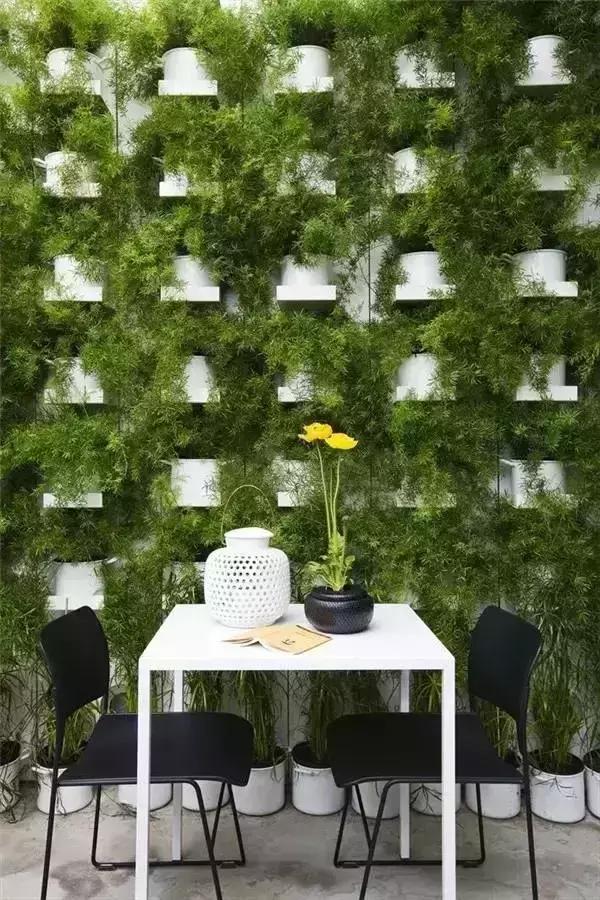 一种绿植，惊艳一个墙面！