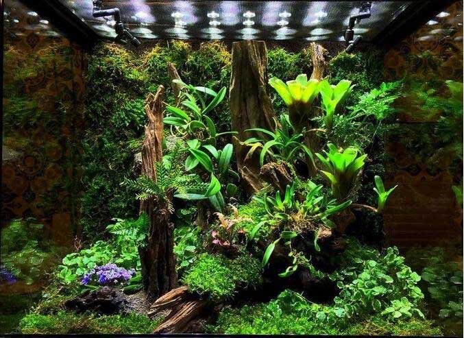 热带雨林缸