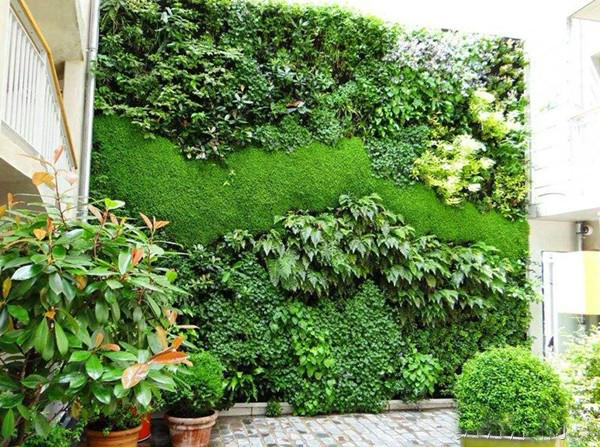 室内植物墙适合种哪些植物？附植物选择原则