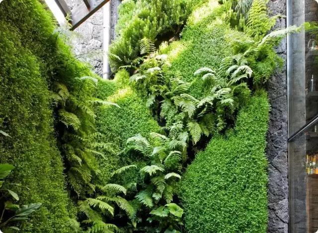 净化空气的墙体.绿植空间有限，那就种在墙上吧！