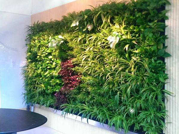 有一种美叫别人家的绿植墙！